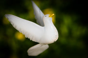 white dove with cremains